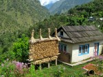 DRYING CORN BESIDE&nbsp;COTTAGE